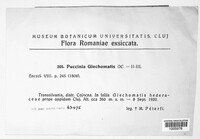 Puccinia glechomatis image